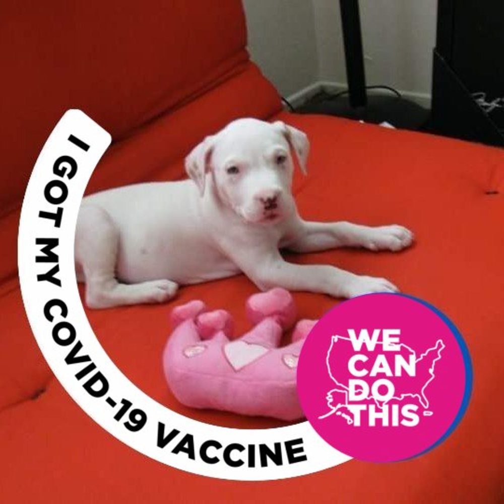 Meet your Posher, Pits